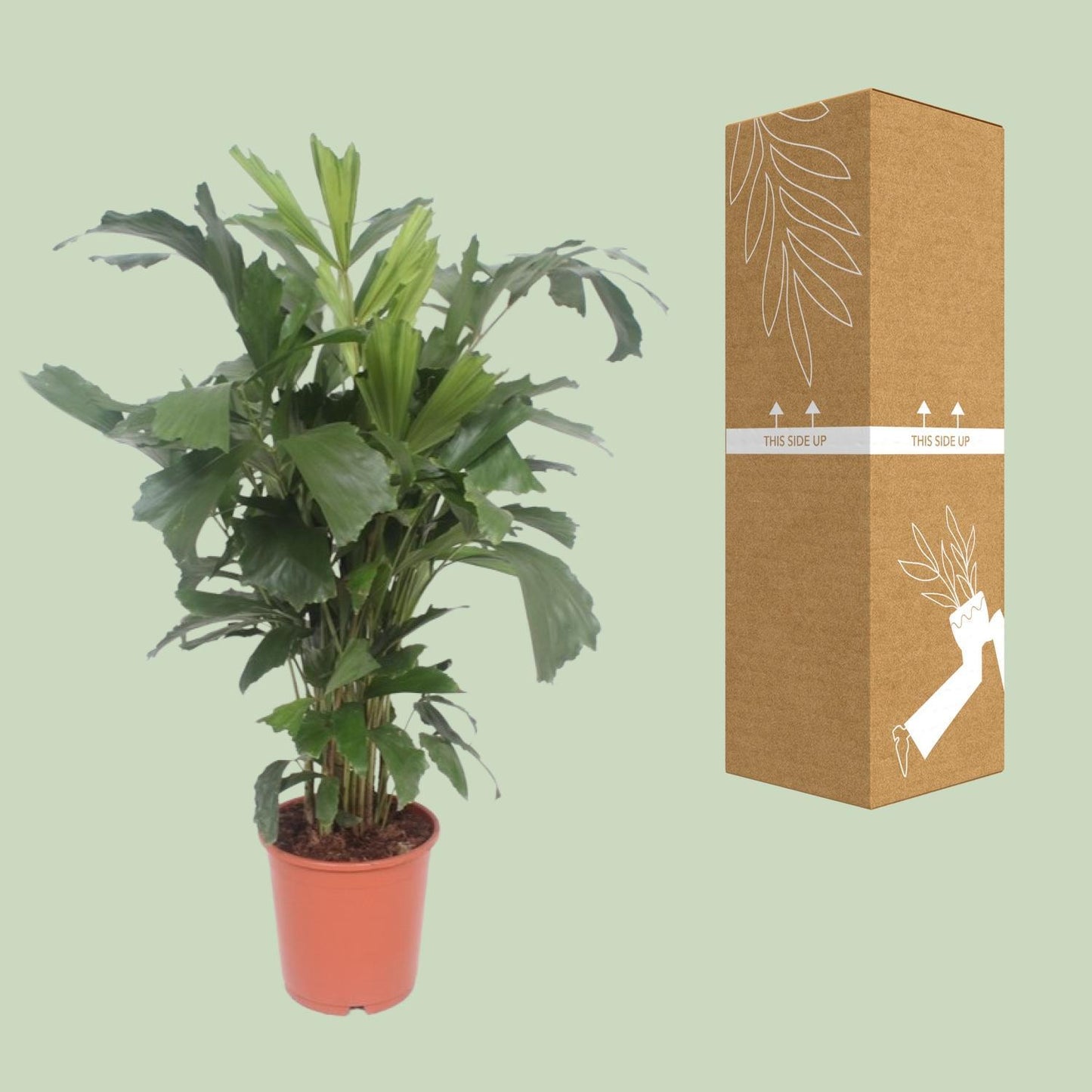 Caryota Mitis - Fischschwanzpalme -  Ø24cm - ↨110cm