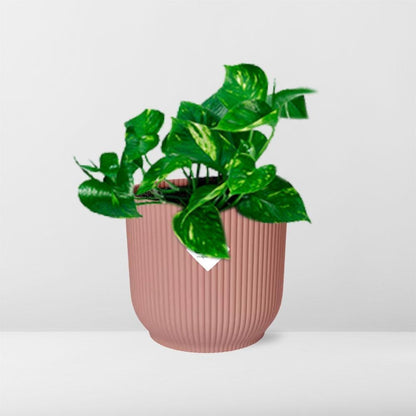 Epipremnum Pinnatum ‘Aureum’ ↨10cm-20cm in ELHO Vibes Fold Ø14cm rosa