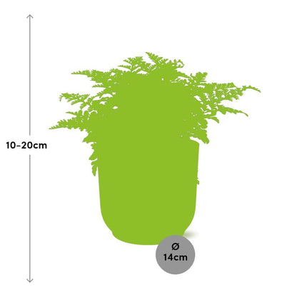 Asplenium Parvati - 10cm - 20cm - in ELHO Vibes Fold 14cm rosa