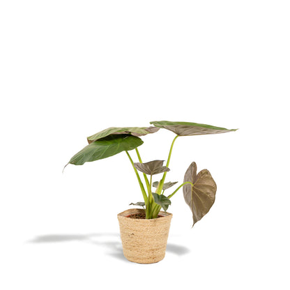 Alocasia Wentii - ↨65cm - Ø19cm + Korb Selin