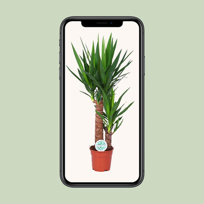 Yucca - Ø17cm - ↨80cm