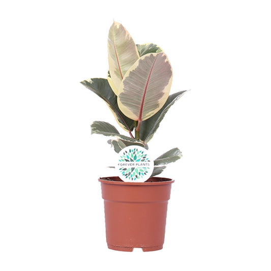 Ficus Elastica Tineke - Gummibaum - Ø17cm - ↨50cm