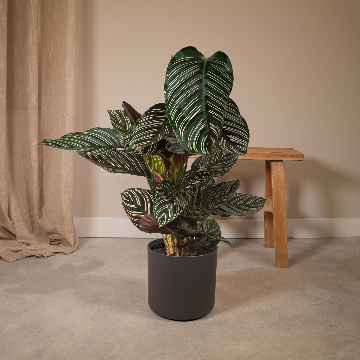 Calathea Ornata - Ø19cm - ↨75cm