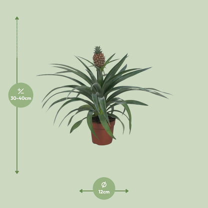 Ananas Mi Amigo - Ananaspflanze - ↨40cm - Ø12cm