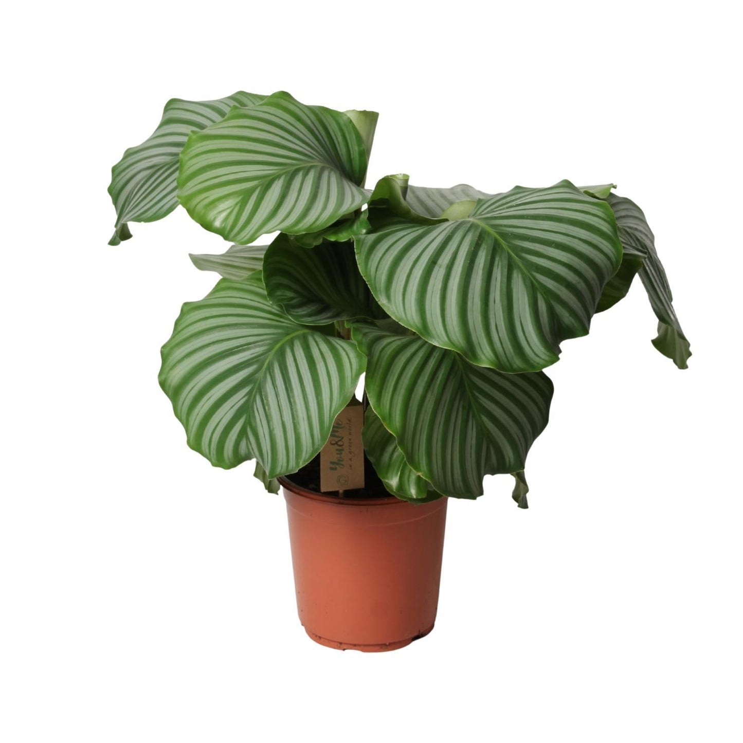 Calathea Orbifolia - Gebetspflanze - Ø21cm - ↨55cm