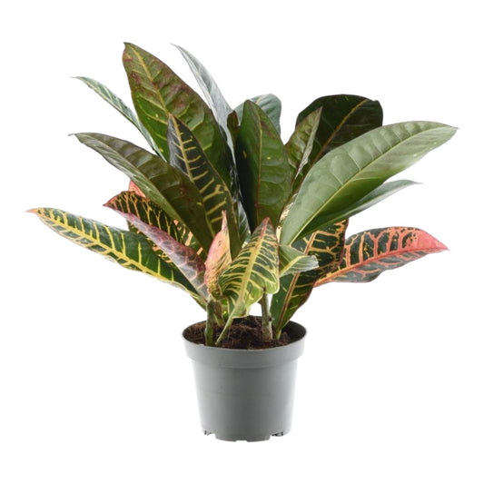 Codiaeum Petra - ↨30cm - Ø12cm