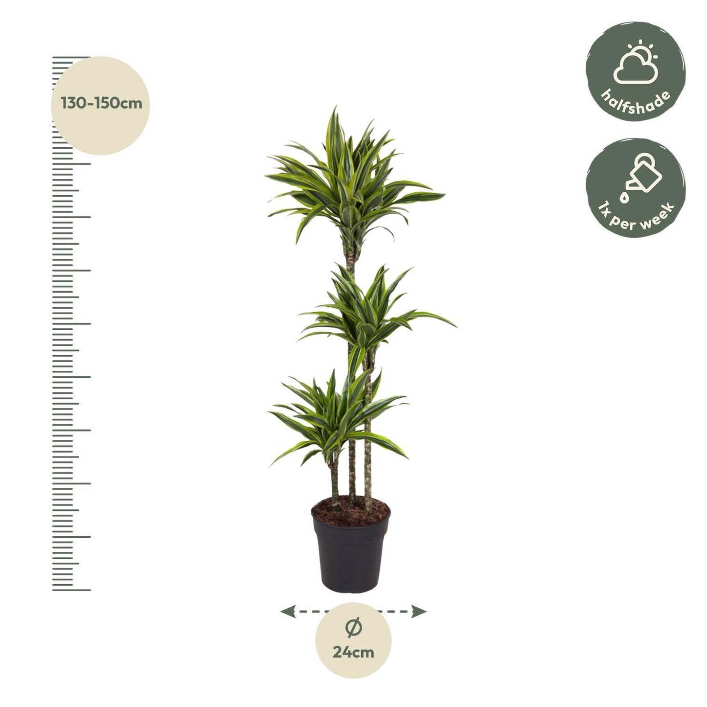 Dracaena Lemon Lime - Drachenbaum - Ø140cm - ↨24cm