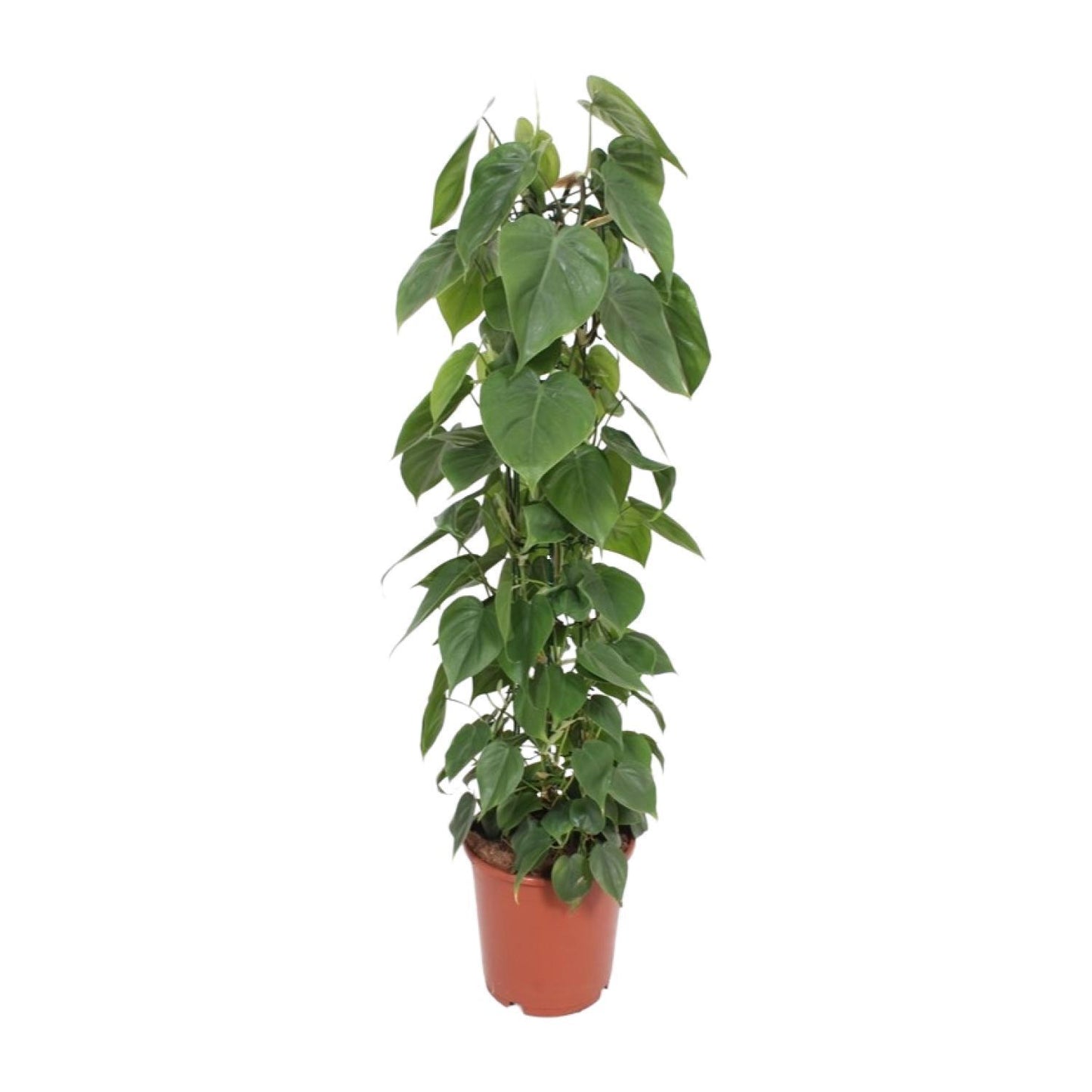 Philodendron Scandens - Ø24cm - ↨120cm