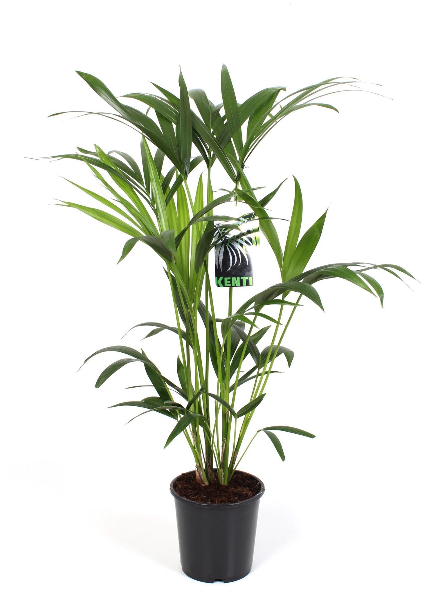 Howea Forsteriana - Kentia-Palme - Ø19cm - ↨80cm