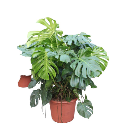 Monstera Deliciosa XXXL - ↨130cm - Ø55cm