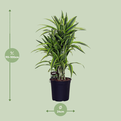 Dracaena Lemon Lime - Drachenbaum - Ø24cm - ↨100cm