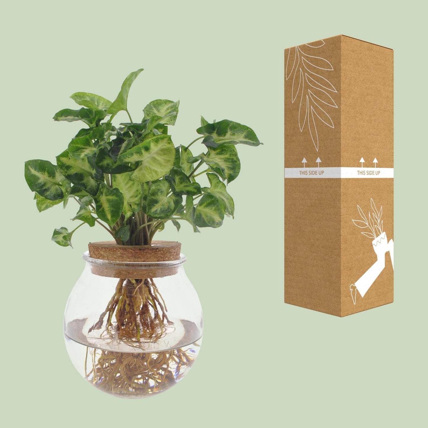 Syngonium Pixie im Glas - Ø12cm - ↨30cm