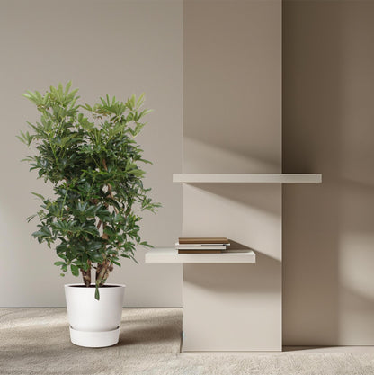 Schefflera Arboricola Compacta verzweigt - ↨140cm - Ø40cm