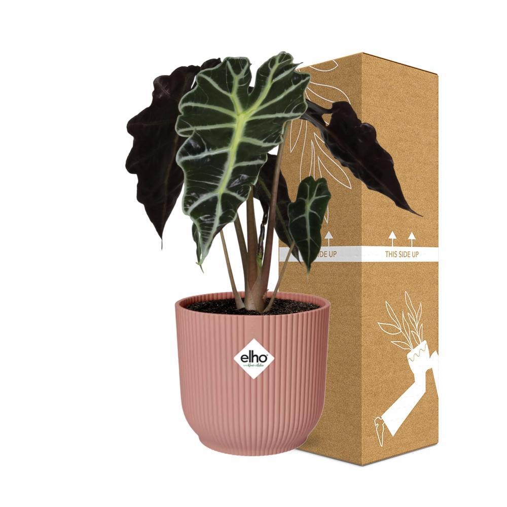 Alocasia Polly - 20-30cm - 14cm ELHO Vibes Fold 14cm rosa