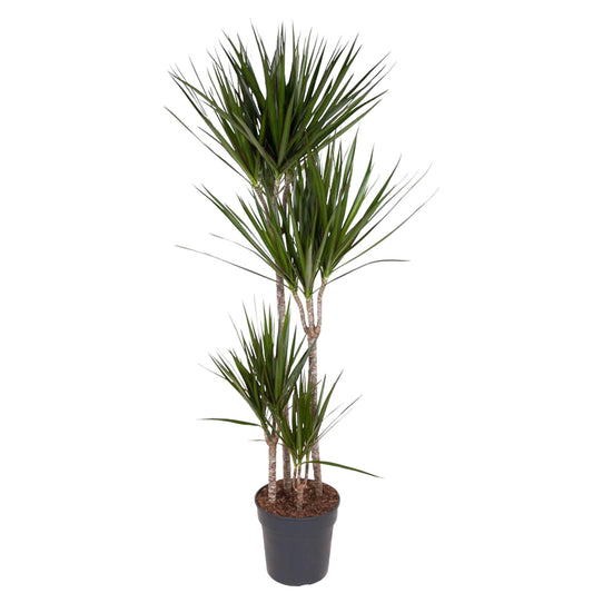 Dracaena Marginata - Drachenbaum -  ↨160 cm - Ø27cm