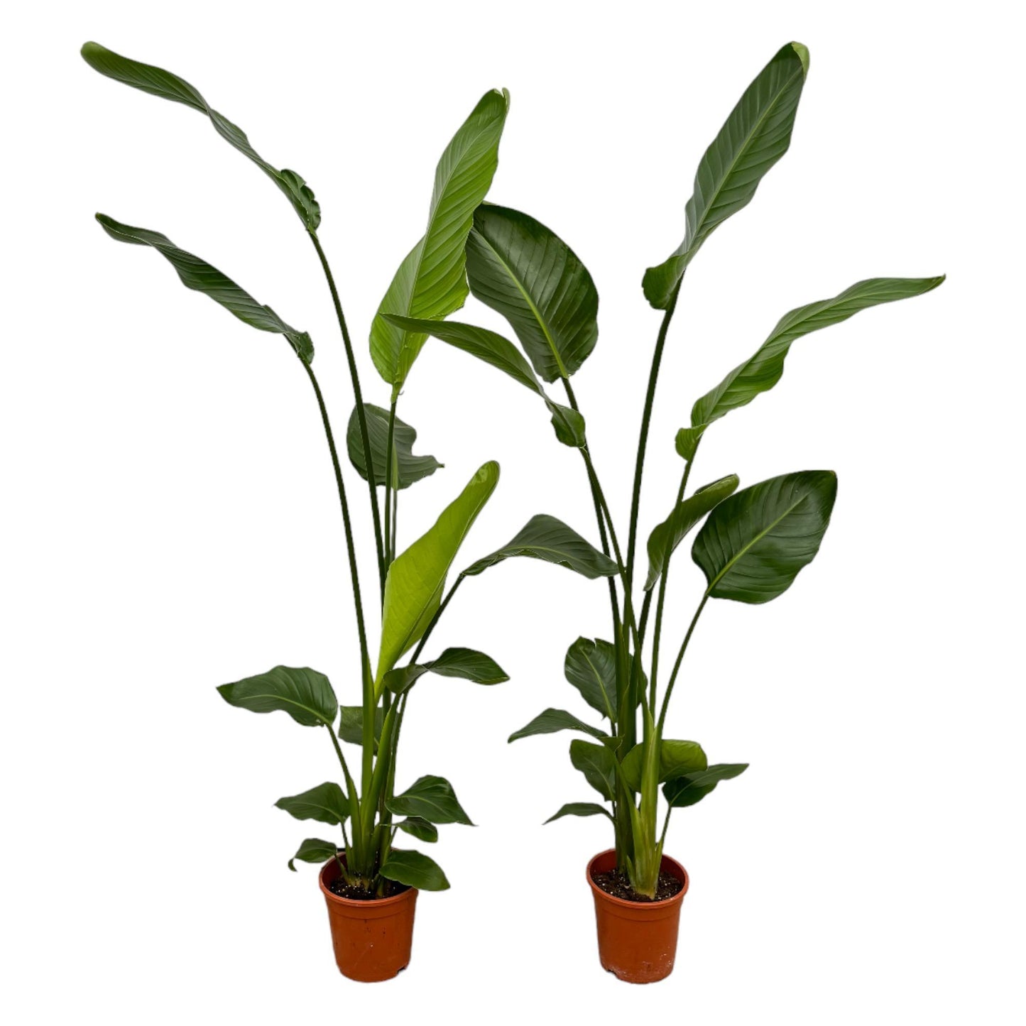 2x Strelitzia Nicolai - ↨130cm - Ø17cm