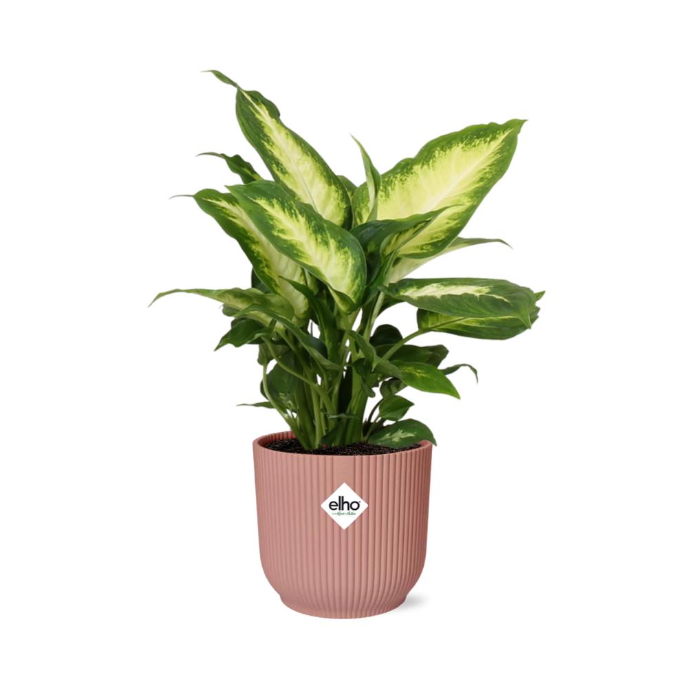 Dieffenbachia Camilla - 30cm-40cm - in ELHO Vibes Fold Topf rosa 14cm