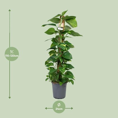 Scindapsus Epipremnum - Ø24cm - ↨120cm