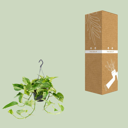 Epipremnum Marble Queen - Ø15cm - ↨25cm