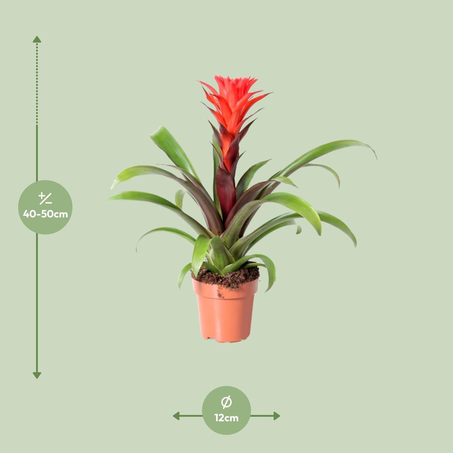 Guzmania Rockyflower Hope - Ø12cm - ↨43cm