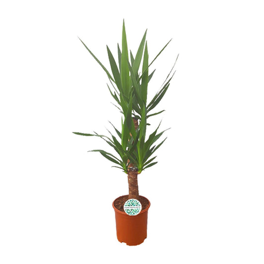 Yucca - Ø21cm - ↨90cm