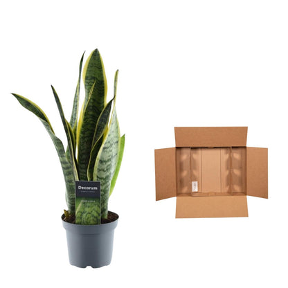 Sansevieria Laurentii - ↨45cm - Ø12cm