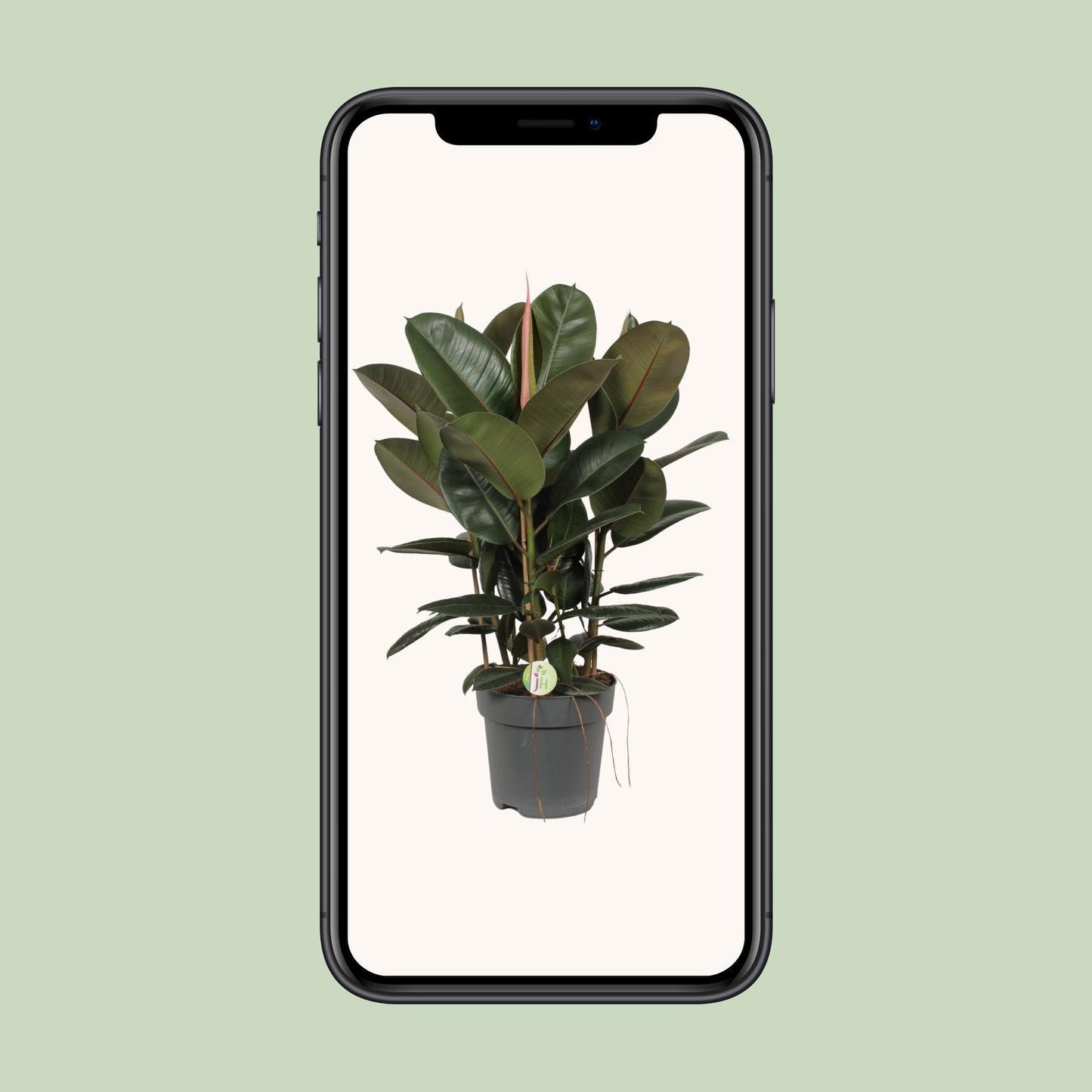 Ficus Robusta - Gummibaum - Ø27cm - ↨90cm