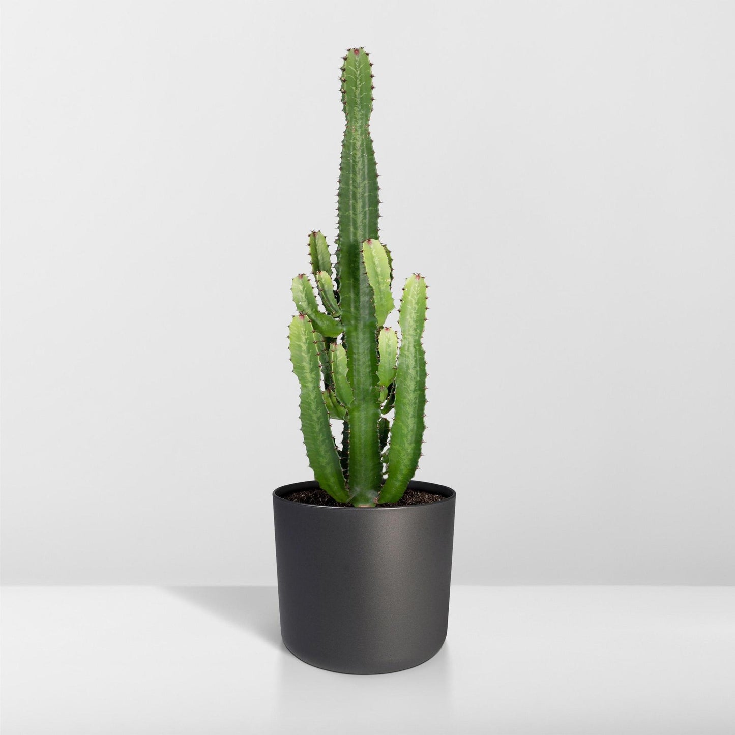 Euphorbia Acrurensis - Ø24cm - ↨60cm