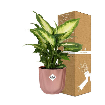 Dieffenbachia Camilla - 30cm-40cm - in ELHO Vibes Fold Topf rosa 14cm