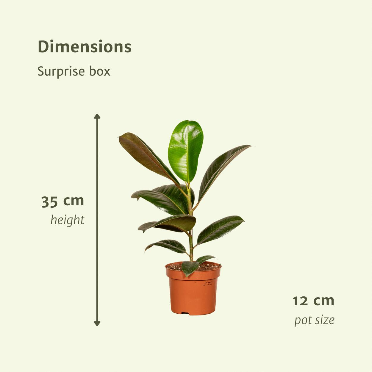 10x Zimmerpflanzen Überraschungsbox - Verschiedene Arten - Ø12cm