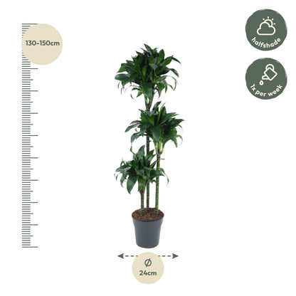 Dracaena Tatuada - Drachenbaum - ↨140 cm - Ø24cm