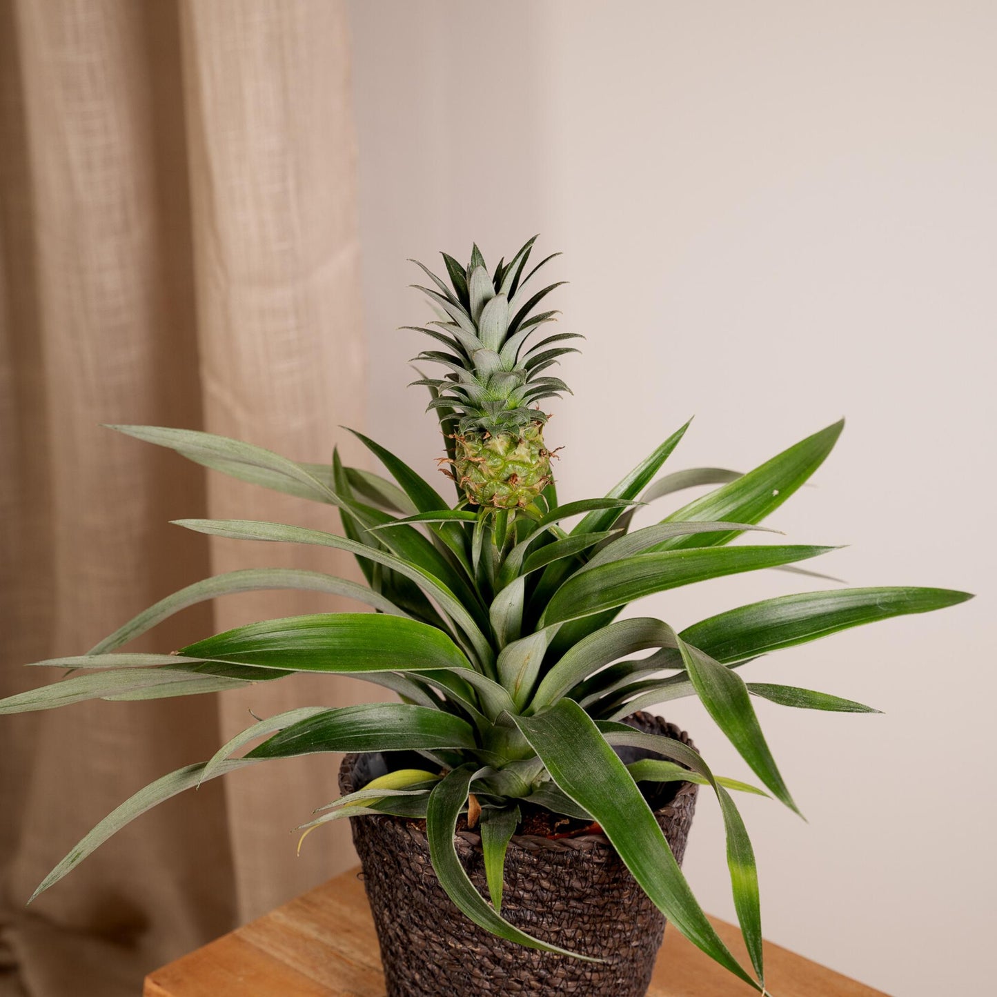 2x Bromelia - Ananaspflanze -  Ø12cm - ↨30cm