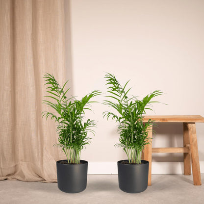 2x Chamaedorea Elegans - Mexikanische Bergpalme - Ø17cm - ↨55cm