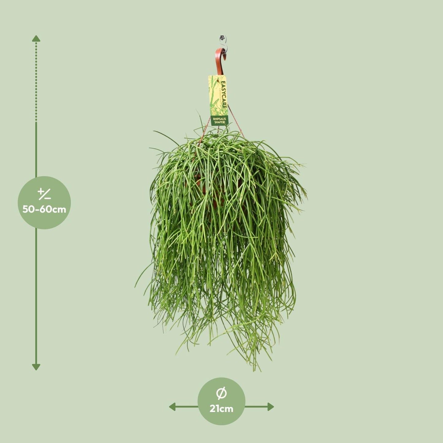 Rhipsalis Baccifera Shaferi - Ø21cm ↨60cm