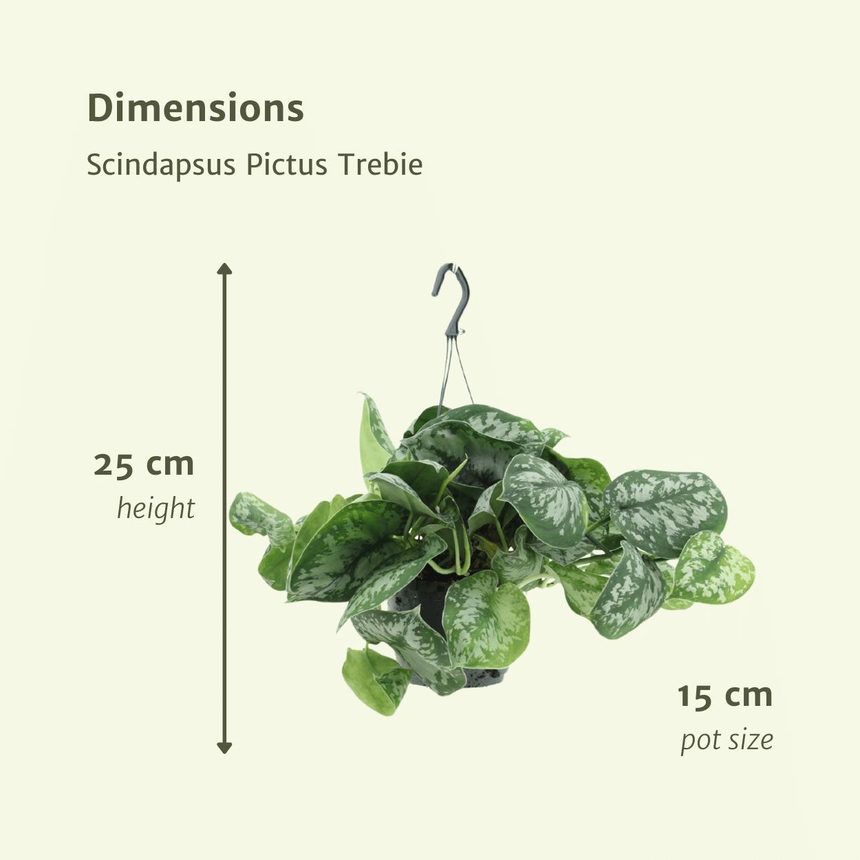 2x Scindapsus Pictus Trebie (Epipremnum) - Ø15cm - ↨25cm