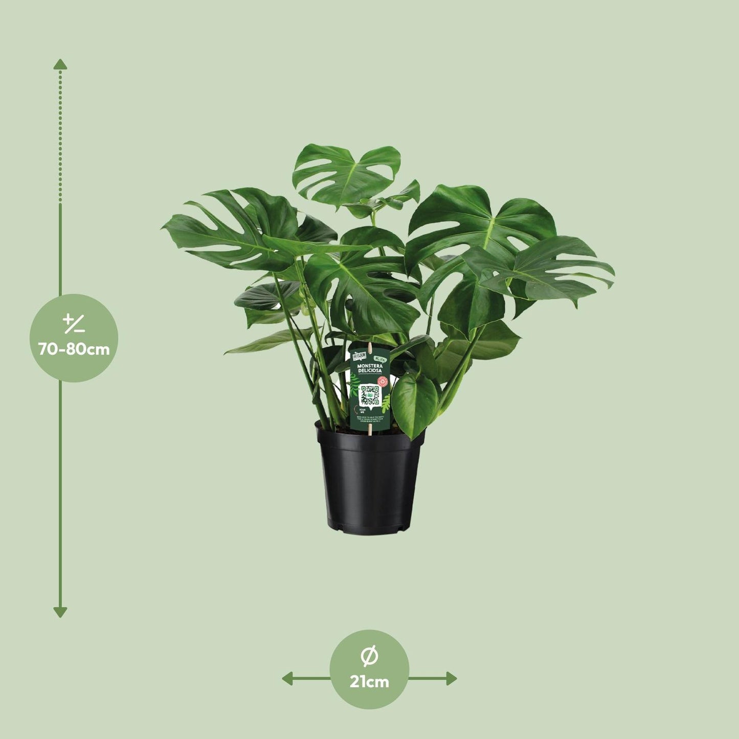 Monstera Deliciosa - Lochpflanze - ↨70cm - Ø21cm