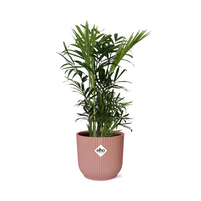 Chamaedorea Elegans - 30cm-40cm - in ELHO Vibes Fold 14cm Rosa