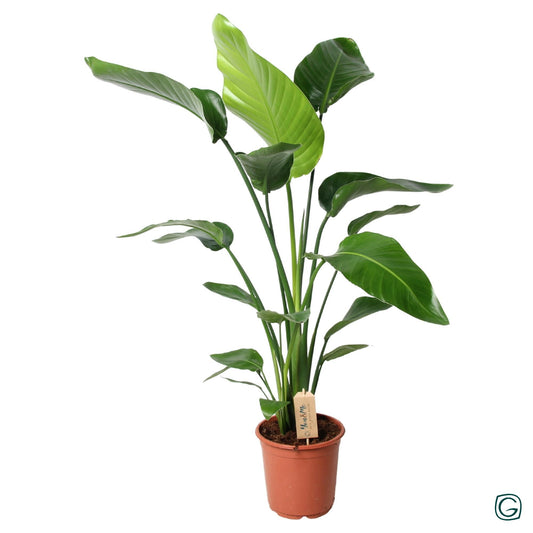 Strelitzia Nicolai - Ø21cm  ↨100cm