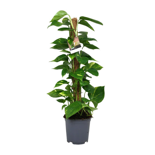 Scindapsus Epipremnum - Ø19cm - ↨80cm