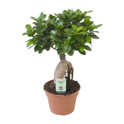 Ficus Ginseng - Chinesische Feige Pflanze - Ø17cm - ↨40cm