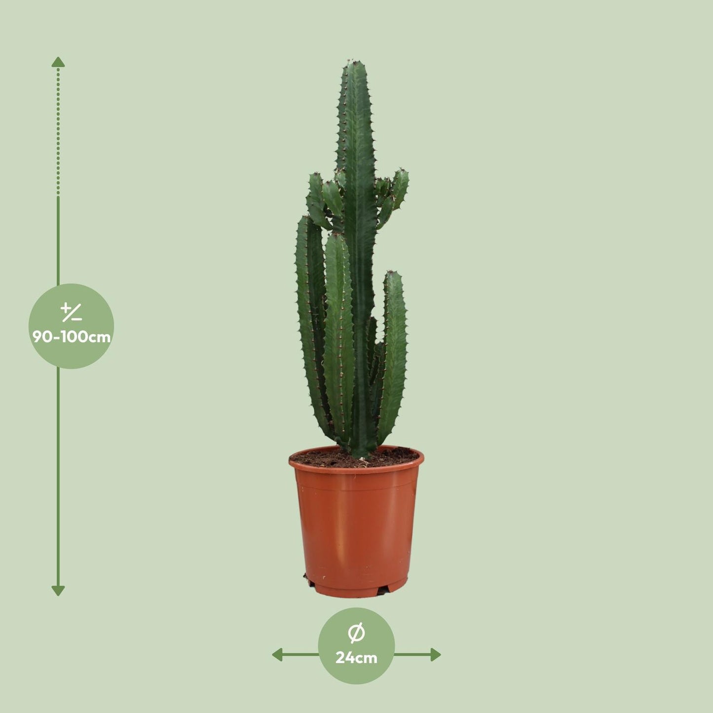 Euphorbia Acrurensis - Ø24cm - ↨95cm