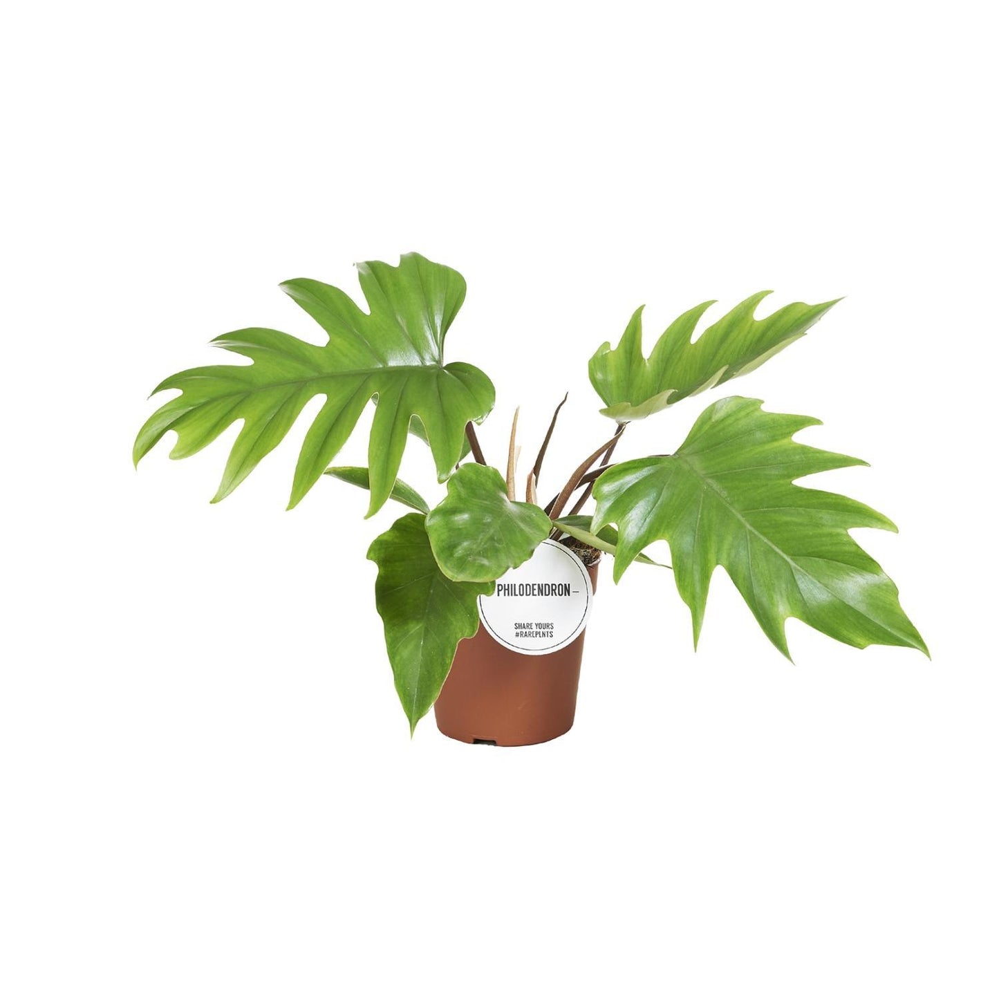 Philodendron Mayoi - Ø15cm - ↨35cm