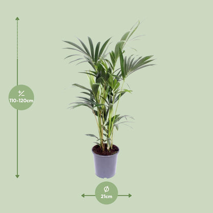 Howea Forsteriana - Kentia-Palme - Ø21cm - ↨120cm