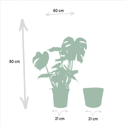 Monstera Deliciosa + Körbchen Selin - ↨80cm - Ø21cm