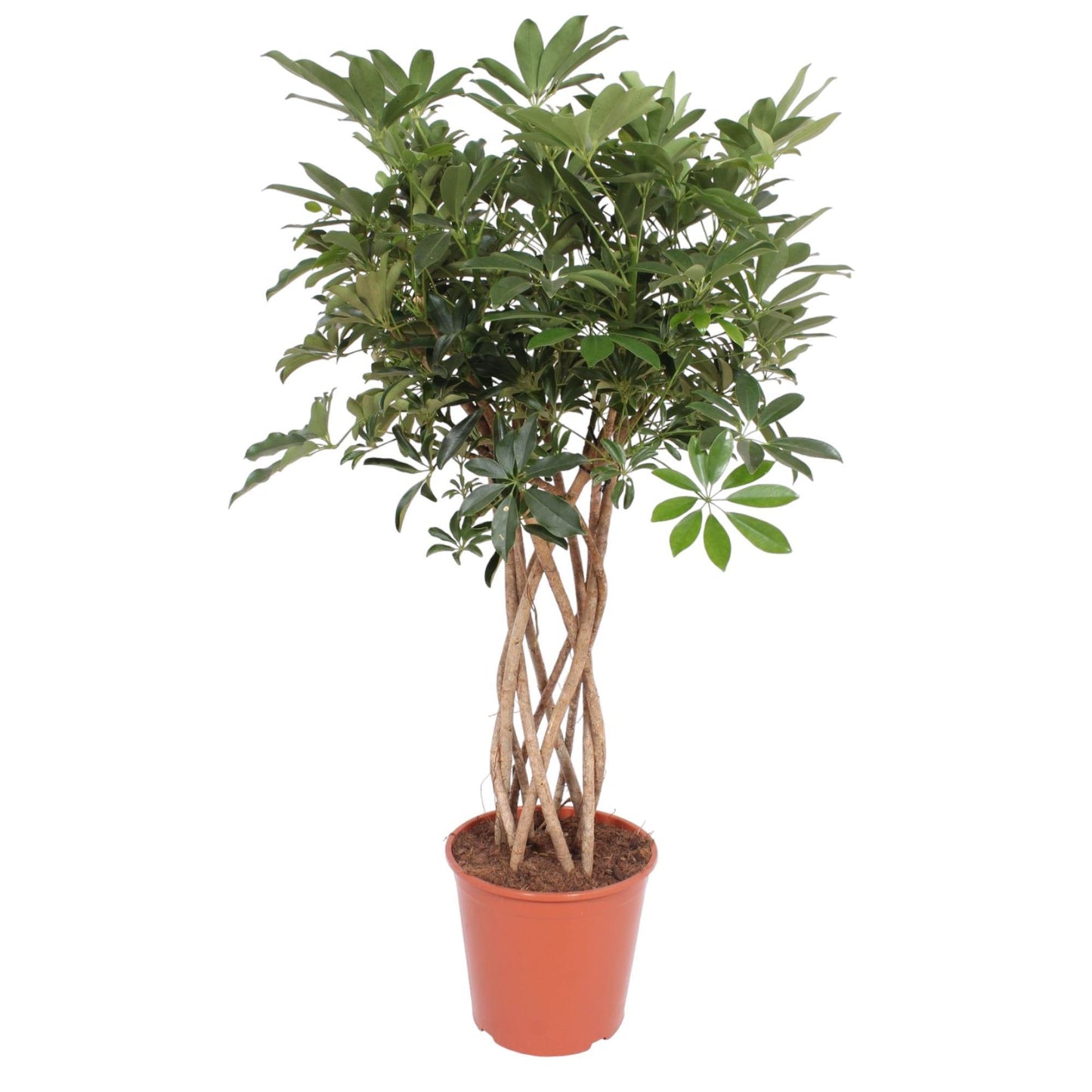 Schefflera Arboricola Compacta mit Stamm - ↨140cm - Ø30cm