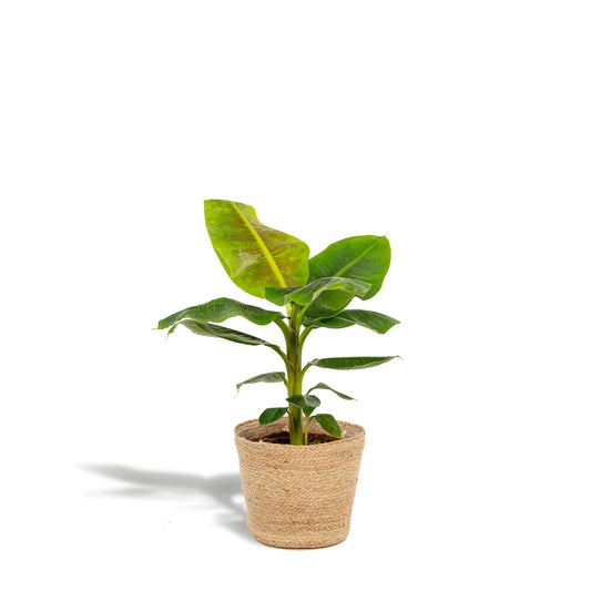 Musa Dwarf Cavendish - Bananenpflanze - Ø21cm - ↨90cm + Korb Selin