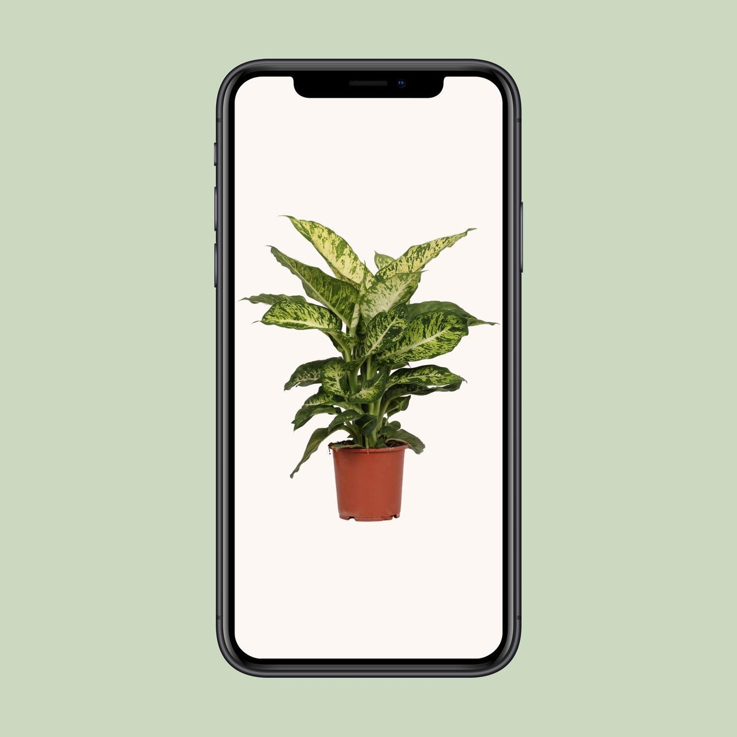 Dieffenbachia Mars -  Ø17cm - ↨50cm