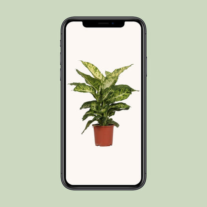 Dieffenbachia Mars -  Ø17cm - ↨50cm