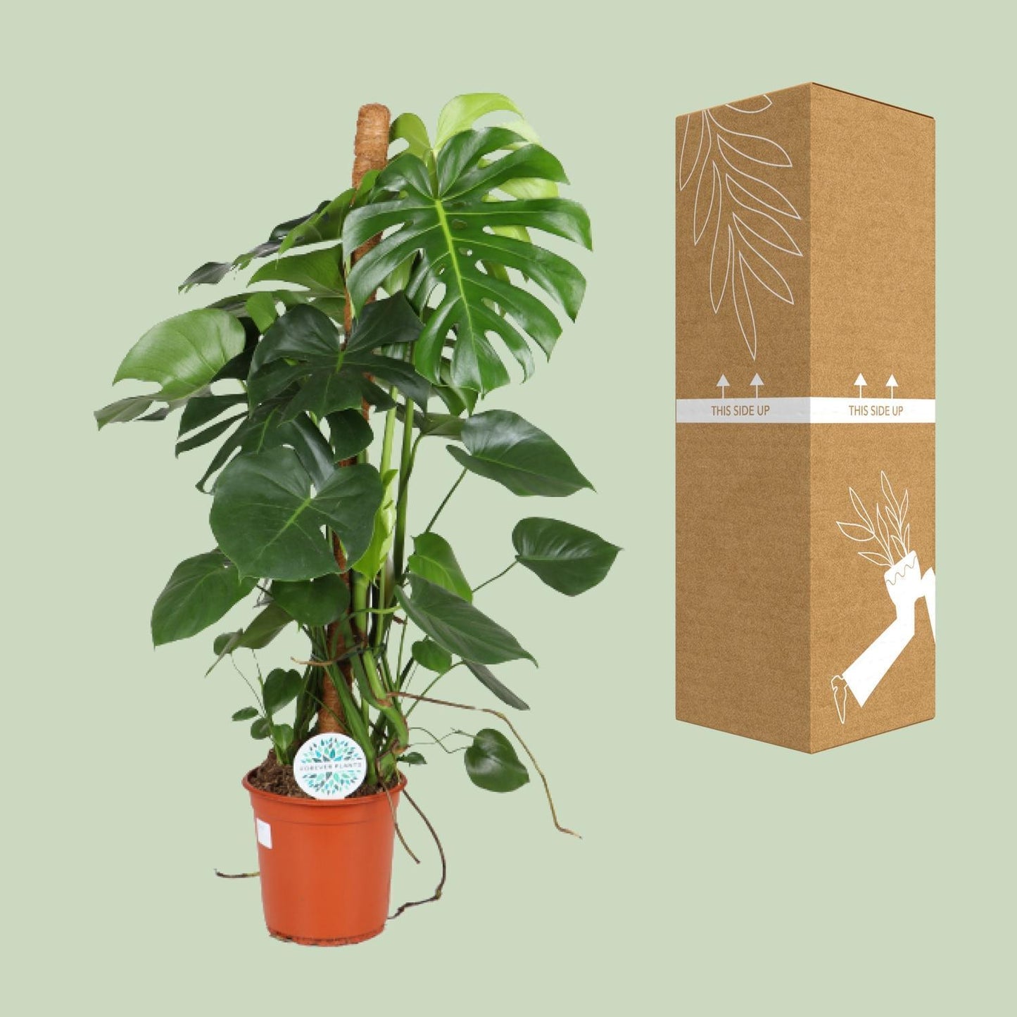 Monstera Deliciosa - Ø24cm - ↨105cm