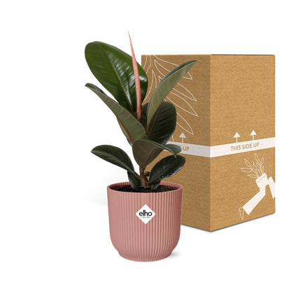 Ficus Elastica Robusta - 30cm-40cm  in ELHO Vibes Fold Topf 14cm rosa